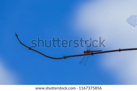 Dragonfly in a blue day.