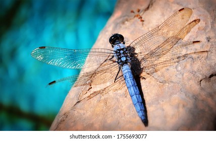 Dragonfly and blur blue bokeh background. Beautiful close up detail of blue dragonfly. Dragonfly isolated.
