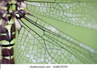 Dragonfly Body And Dragonfly Wing In Close Up View