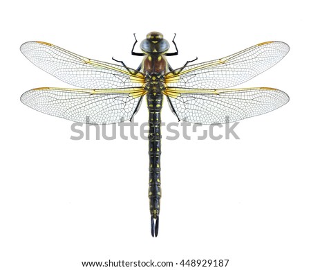 Dragonfly Brachytron pratense on a white background