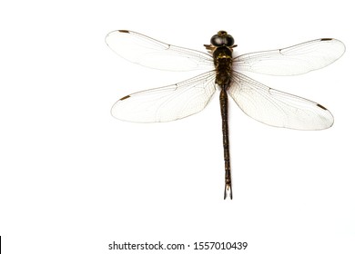 dragonfly bug macro close up image isolated above white background, tropical nature insect with perfect body and beautiful pattern transparent slim wing for environment education concept