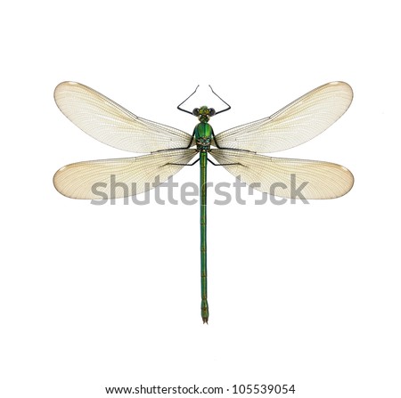 Dragonfly Calopteryx syriaca (female) on a white background