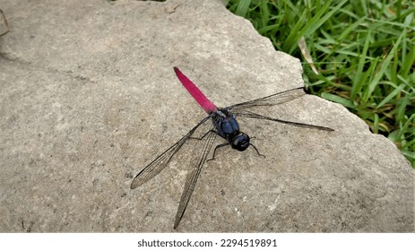 Dragonfly (Capung). Dragonfly is one indicator of environmental health. More and more dragonflies indicate the surrounding environment is still healthy.