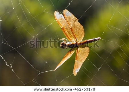 A frosty leaf Colour photo
