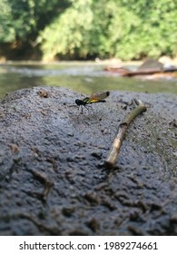 Dragonfly At Ciliwung River, Indonesian Dragonfly