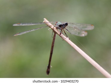 
dragonfly close up