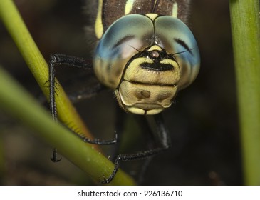 Dragonfly Close Up