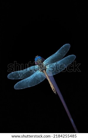 dragonfly close up in exposure to ultraviolet light, luminescence