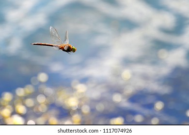 Dragonfly close up flying over the water, a kind of Simpetrum flaveolum.  Focus on head. - Powered by Shutterstock