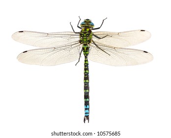 dragonfly close up isolated on white - Powered by Shutterstock