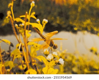 Dragonfly close up on flower tree on sunset rays background, red sun beautiful nature in summer season - Powered by Shutterstock