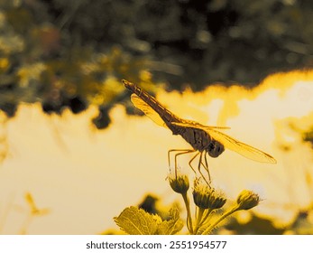 Dragonfly close up on flower tree on sunset rays background, red sun beautiful nature in summer season - Powered by Shutterstock