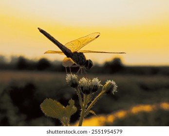 Dragonfly close up on flower tree on sunset rays background, red sun beautiful nature in summer season - Powered by Shutterstock