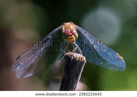 Dragonfly Close Up on a Metal fence in Slovenia