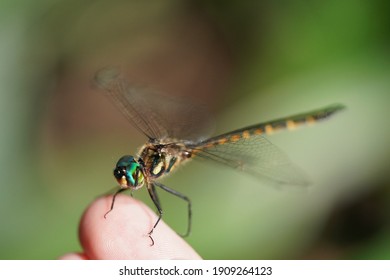 Dragonfly Meaning Images Stock Photos Vectors Shutterstock