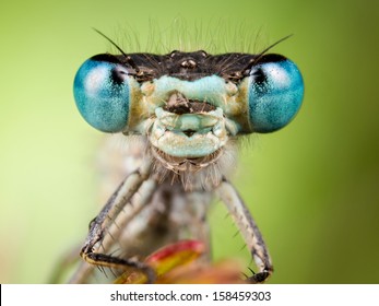 Dragonfly close up, focused on head