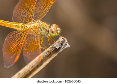Dragonfly close-up