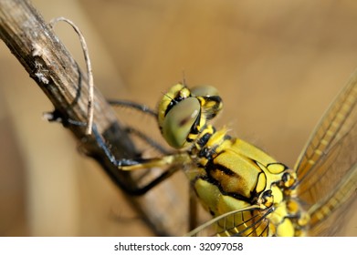 dragonfly closeup