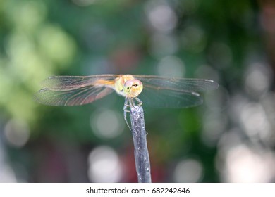 Dragonfly closeup
