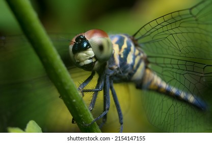 Dragonfly closeup. Dragonflies belong to the order odonata under the infraorder anisoptera.