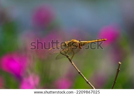 Dragonfly closeup macro outdoor nature photo