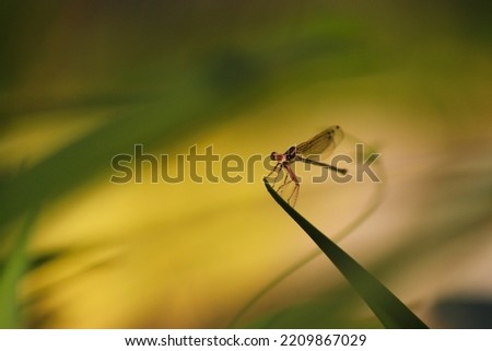 Dragonfly closeup macro outdoor nature photo