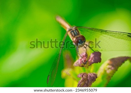 Dragonfly Closeup Macro Perched on Leaf in Summer Sun
