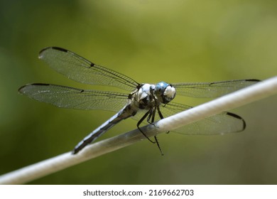 Dragonfly Closeup on Clothesline Outdoor
