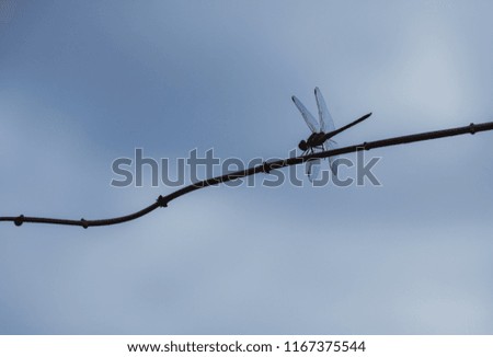 Dragonfly in a cloudy day