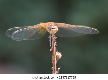 Dragonfly from Corsica in Closeup