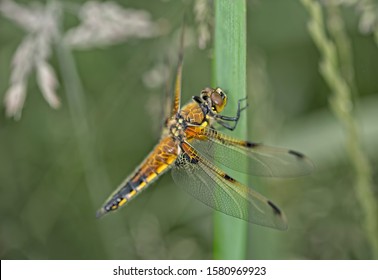 トンボ イラスト の写真素材 画像 写真 Shutterstock