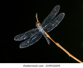 Dragonfly In The Danum Valley Of Borneo