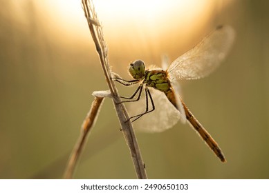 Dragonfly in dew drops, morning in the meadow. - Powered by Shutterstock