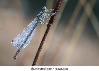 dragonfly with dew drops on a summer meadow macro . wet wings of a dragonfly close up. wild life. - Powered by Shutterstock