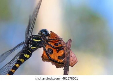 Dragonfly Eating Images, Stock Photos & Vectors | Shutterstock