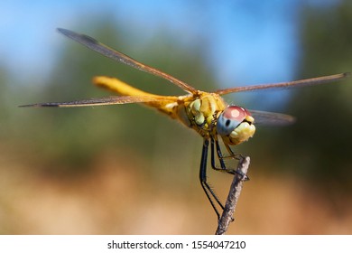 Dragonfly in the end of the summer 