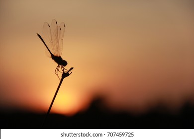 Dragonfly in the evening