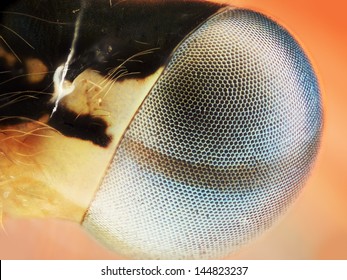 Dragonfly Eye