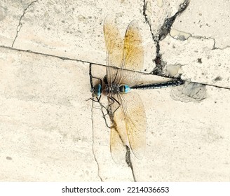 Dragonfly Fighting Against Wind On The Pathway