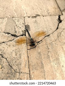 Dragonfly Fighting Against Wind On The Pathway