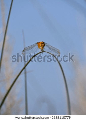 Dragonfly and its flat transparent wings' front view. This tiny nsect is resting on blade of grass.