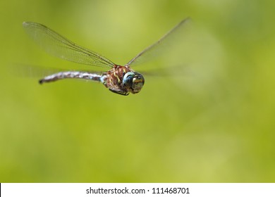 Dragonfly, flying