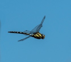 Dragonfly Flying In Blue Sky