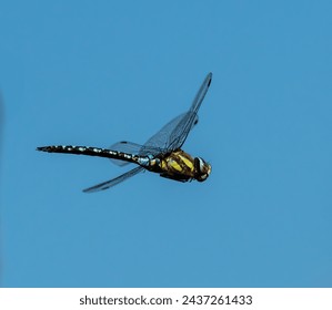 Dragonfly flying in blue sky - Powered by Shutterstock