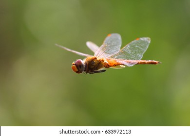 Dragonfly Flying Movement