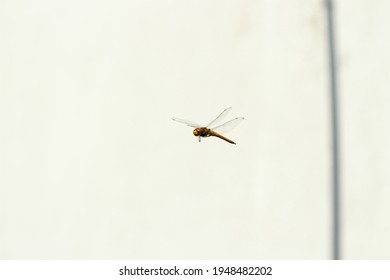 Dragonfly flying on a sunny day in spring, with transparent and iridescent wings, with a white wall in the background.