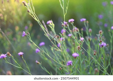 A dragonfly is flying over a field of purple flowers - Powered by Shutterstock