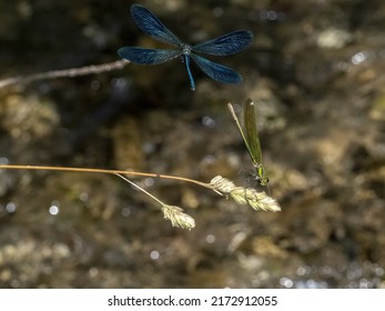 Dragonfly Flying In The River Macro