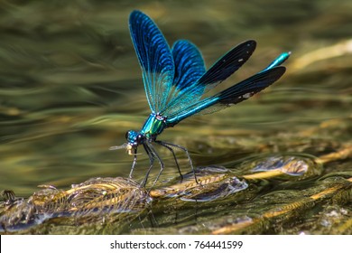 Dragonfly With Food On Water