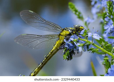 Dragonfly Gomphus vulgatissimus in front of green background macro shot with dew. on the wings. Blue flowers in the morning of a sunny summer day.